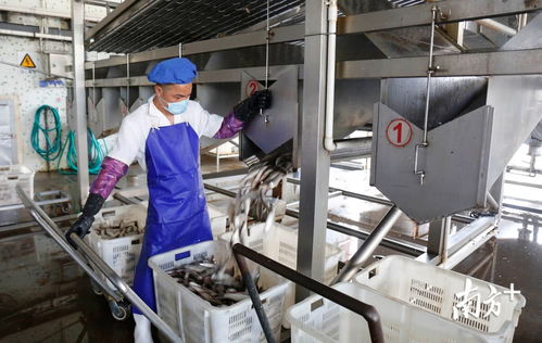 鯪魚罐頭出口逆勢上揚，中山食品企業(yè)迎全面復工熱潮